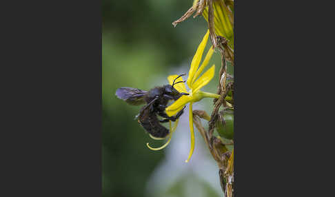 Große Holzbiene (Xylocopa violacea)