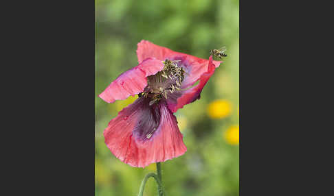 Westliche Honigbiene (Apis mellifera)