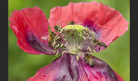 Westliche Honigbiene (Apis mellifera)