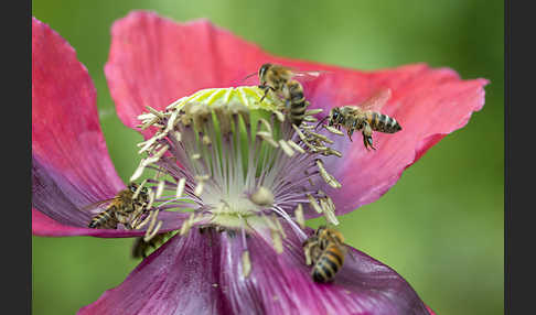 Westliche Honigbiene (Apis mellifera)