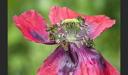 Westliche Honigbiene (Apis mellifera)