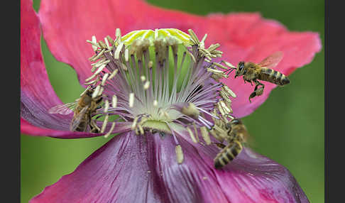 Westliche Honigbiene (Apis mellifera)