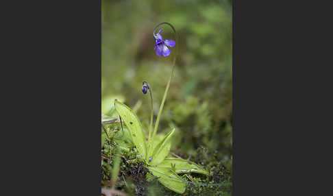 Gemeines Fettkraut (Pinguicula vulgaris)