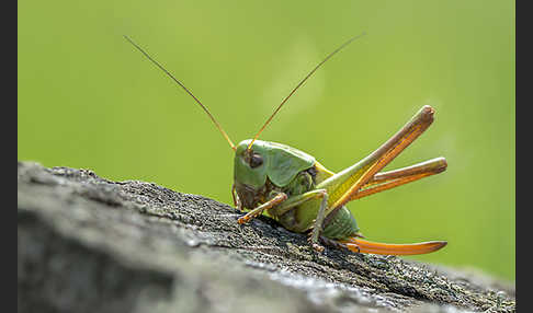 Warzenbeißer (Decticus verrucivorus)