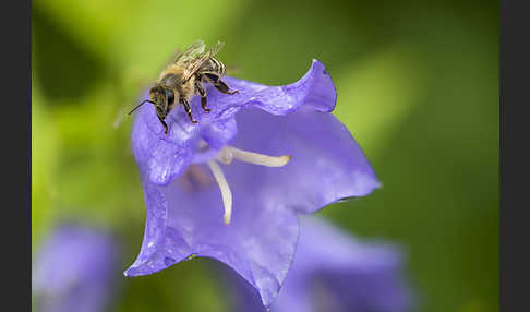 Westliche Honigbiene (Apis mellifera)
