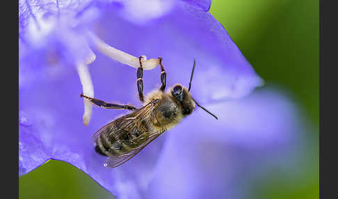 Westliche Honigbiene (Apis mellifera)