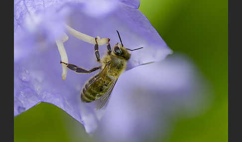 Westliche Honigbiene (Apis mellifera)