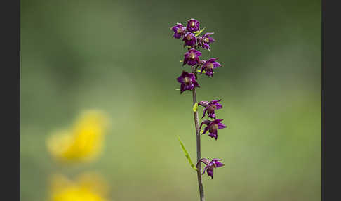 Braunrote Sitter (Epipactis atrorubens)