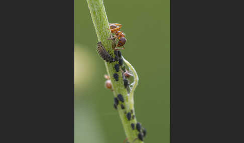 Blattlaus (Aphidoidea)