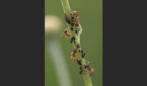 Blattlaus (Aphidoidea)