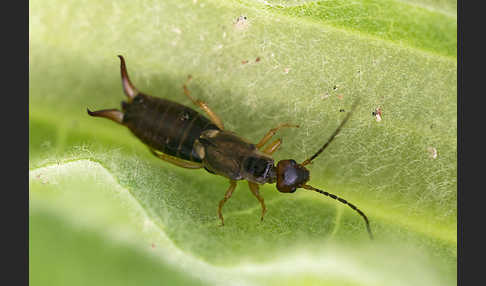 Gemeiner Ohrwurm (Forficula auricularia)