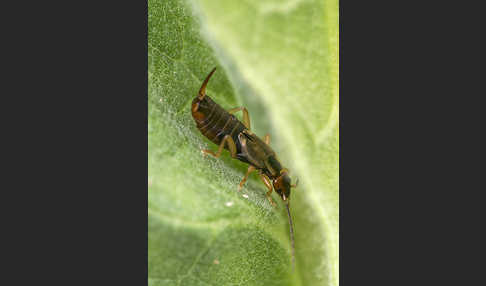 Gemeiner Ohrwurm (Forficula auricularia)