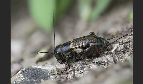 Feldgrille (Gryllus campestris)