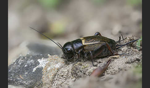 Feldgrille (Gryllus campestris)