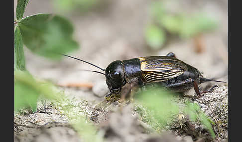 Feldgrille (Gryllus campestris)