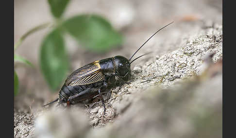 Feldgrille (Gryllus campestris)