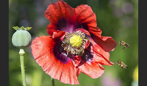 Westliche Honigbiene (Apis mellifera)