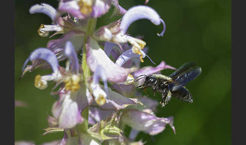 Große Holzbiene (Xylocopa violacea)