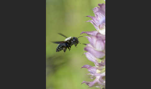 Große Holzbiene (Xylocopa violacea)