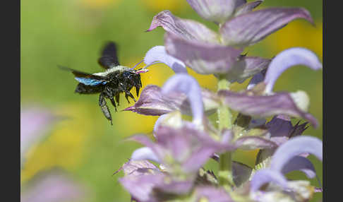 Große Holzbiene (Xylocopa violacea)