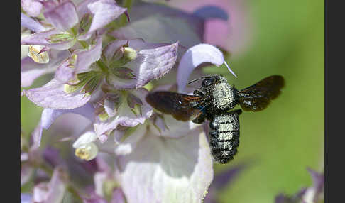 Große Holzbiene (Xylocopa violacea)