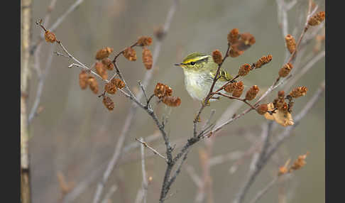 Goldhähnchenlaubsänger (Phylloscopus proregulus)