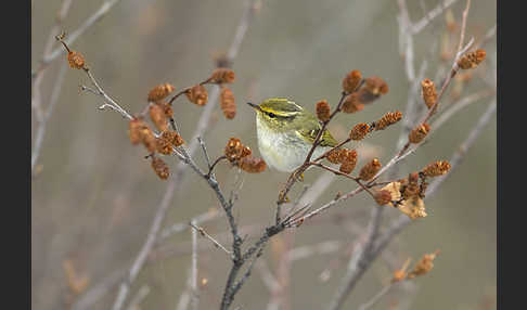 Goldhähnchenlaubsänger (Phylloscopus proregulus)