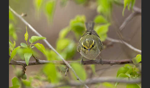 Goldhähnchenlaubsänger (Phylloscopus proregulus)