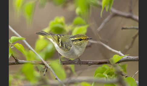 Goldhähnchenlaubsänger (Phylloscopus proregulus)