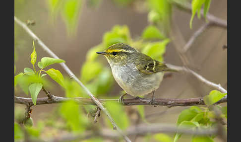 Goldhähnchenlaubsänger (Phylloscopus proregulus)