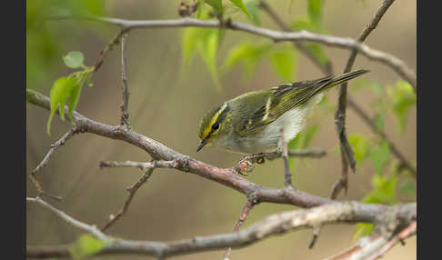 Goldhähnchenlaubsänger (Phylloscopus proregulus)