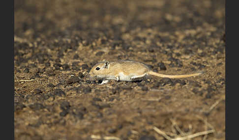 Große Rennmaus (Rhombomys opimus)