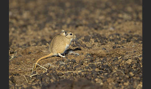 Große Rennmaus (Rhombomys opimus)