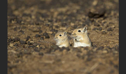 Große Rennmaus (Rhombomys opimus)