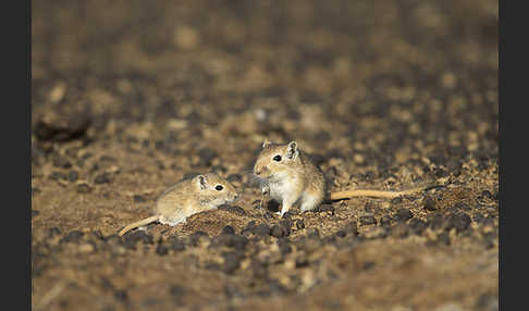 Große Rennmaus (Rhombomys opimus)