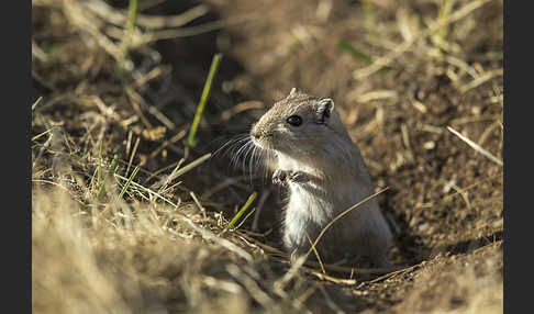 Große Rennmaus (Rhombomys opimus)