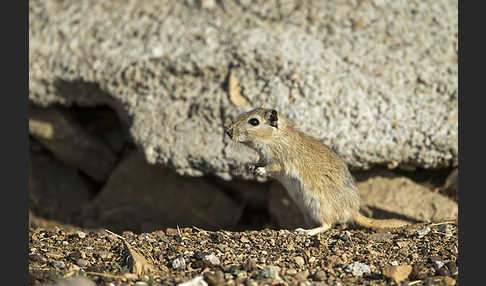 Große Rennmaus (Rhombomys opimus)