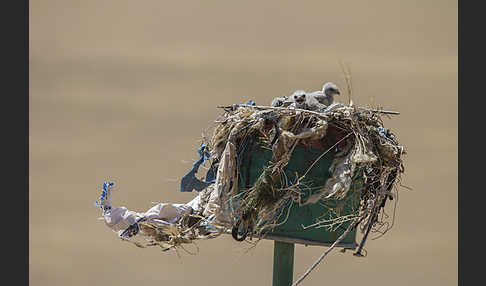 Hochlandbussard (Buteo hemilasius)