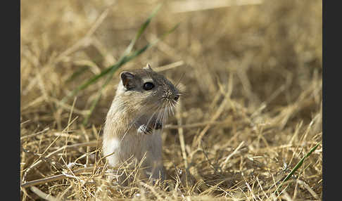 Große Rennmaus (Rhombomys opimus)