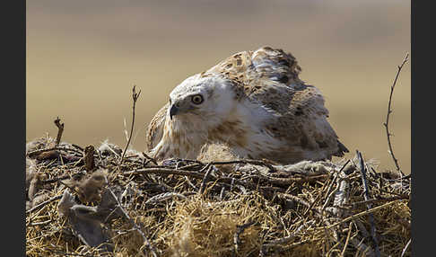 Hochlandbussard (Buteo hemilasius)