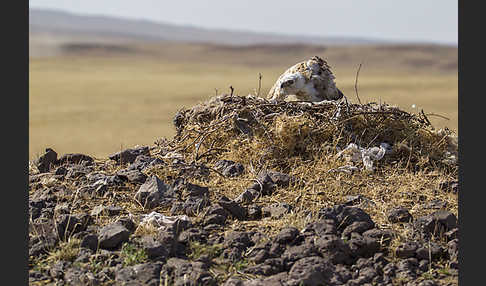 Hochlandbussard (Buteo hemilasius)