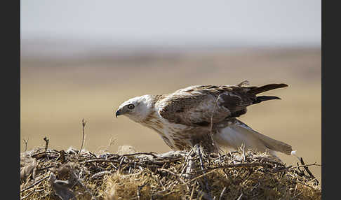 Hochlandbussard (Buteo hemilasius)