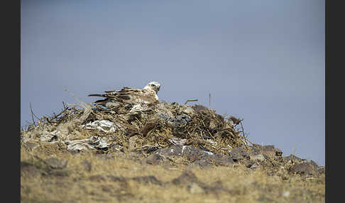 Hochlandbussard (Buteo hemilasius)