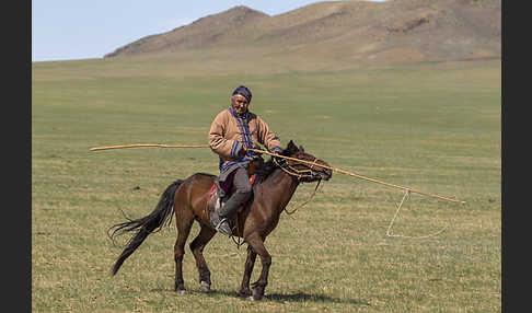 Hauspferd (Equus caballus)