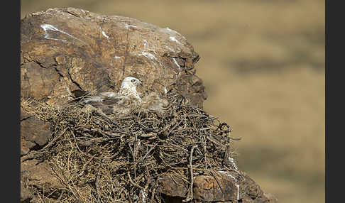 Hochlandbussard (Buteo hemilasius)