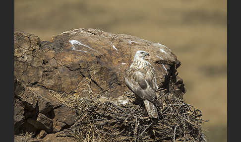 Hochlandbussard (Buteo hemilasius)