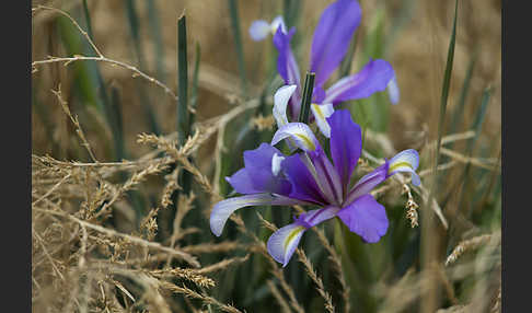 Schwertlilie spec1 (Iris lactea)