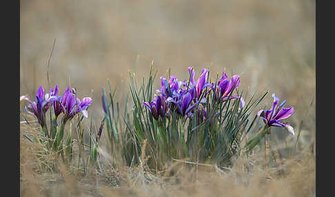 Schwertlilie spec1 (Iris lactea)