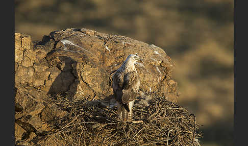 Hochlandbussard (Buteo hemilasius)