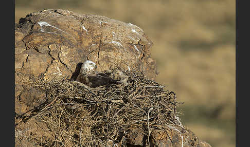 Hochlandbussard (Buteo hemilasius)